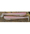 Awaruna 3,5" - 9cm - 438 Natural Worm
