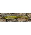 Fish Arrow Flash-J Shad 2'' 6 cm / kosan ayu -silver
