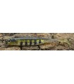 Fish Arrow Flash-J Shad 4" 10 cm live mogill - silver