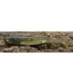 Fish Arrow Flash-J Shad 4" 10 cm watermelon - silver