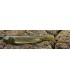 Fish Arrow Flash-J 4'' 10 cm green pumpkn - silver