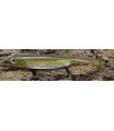 Fish Arrow Flash-J Shad 4" 10 cm kosan ayu silver