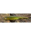 Fish Arrow Flash-J 2" 6cm Kosan ayu/aurora