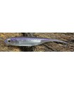 Fish Arrow Flash-J 2" Lake wakasagi/silver