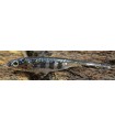 Fish Arrow Flash-J 2" 6cm Live gill/silver