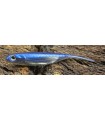 Fish Arrow Flash-J 2" 6cm Pro blue/Silver