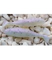 Matusiak Realistic Shad Jazgarz 7cm-026