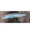 DUO Realis Jerkbait 100 SP - Ivory Halo