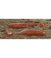 Keitech Easy Shiner 3" Cinnamon PP. Red